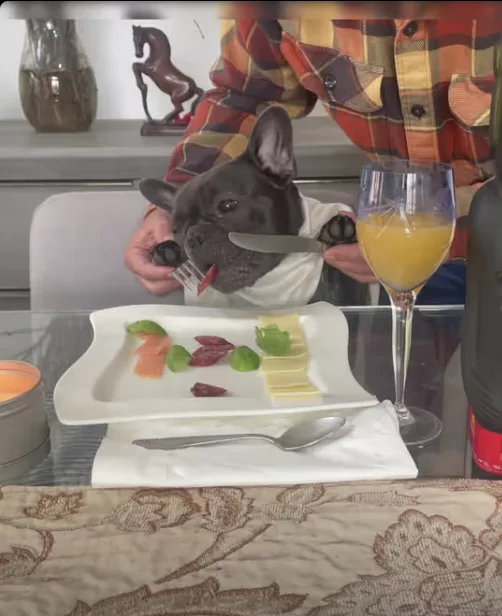 Frenchie Fancy Restaurant Rehearsal!